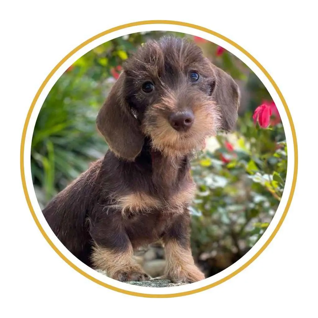 perro salchicha cachorro teckel pelo alambre color chocolate and tan