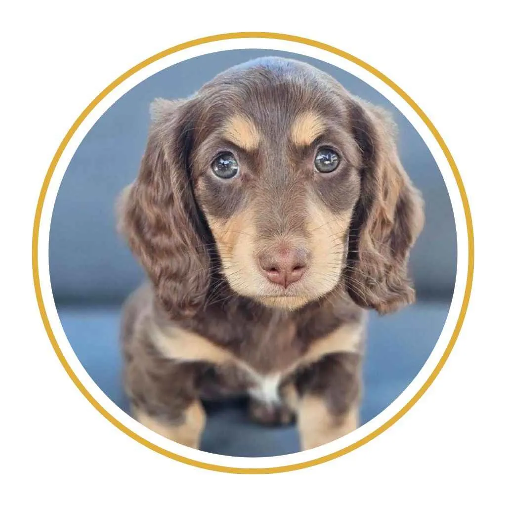 perro salchicha cachorro teckel pelo largo color exotico chocolate and tan