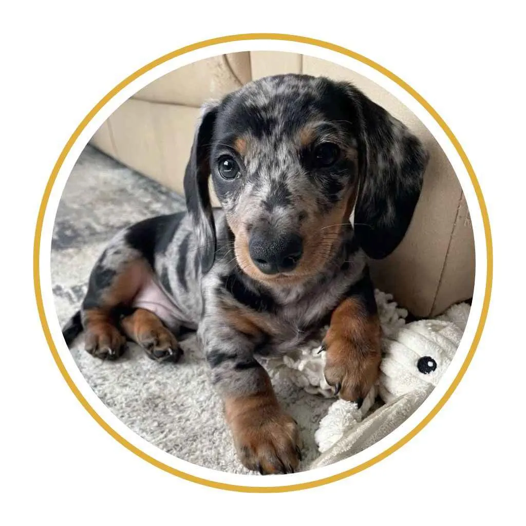 perro salchicha cachorro teckel pelo largo color exotico arlequin siver