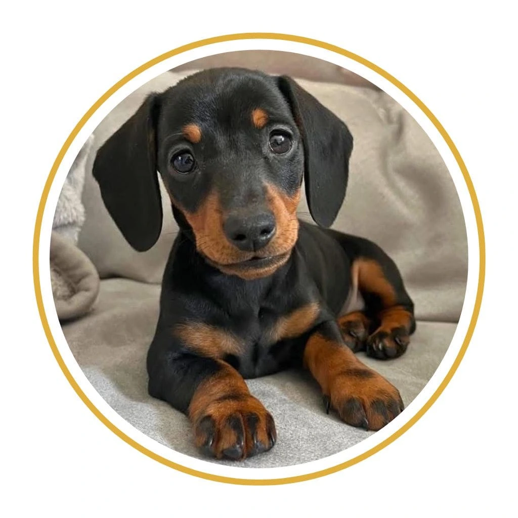 perro salchicha cachorro teckel pelo corto color negro fuego black and tan color tradicional