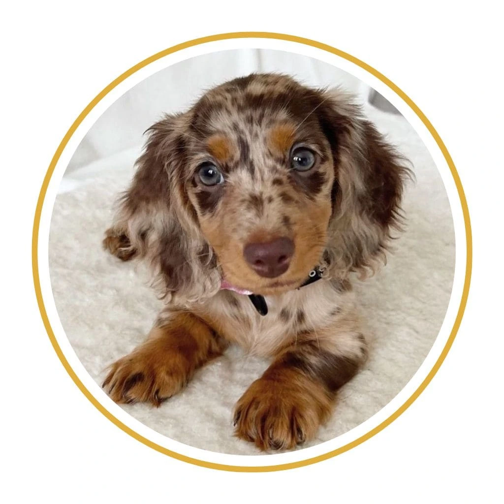 perro salchicha cachorro teckel pelo largo color exotico chocolate dapple arlequin