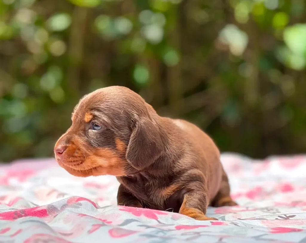 Cachorro teckel chocolate fuego camada en Colombia - Cachorros Teckel