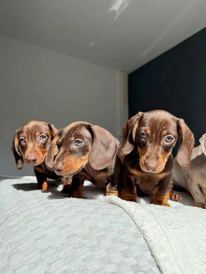 Cachorros teckel de pelo corto chocolate fuego en Colombia - Cachorros Teckel