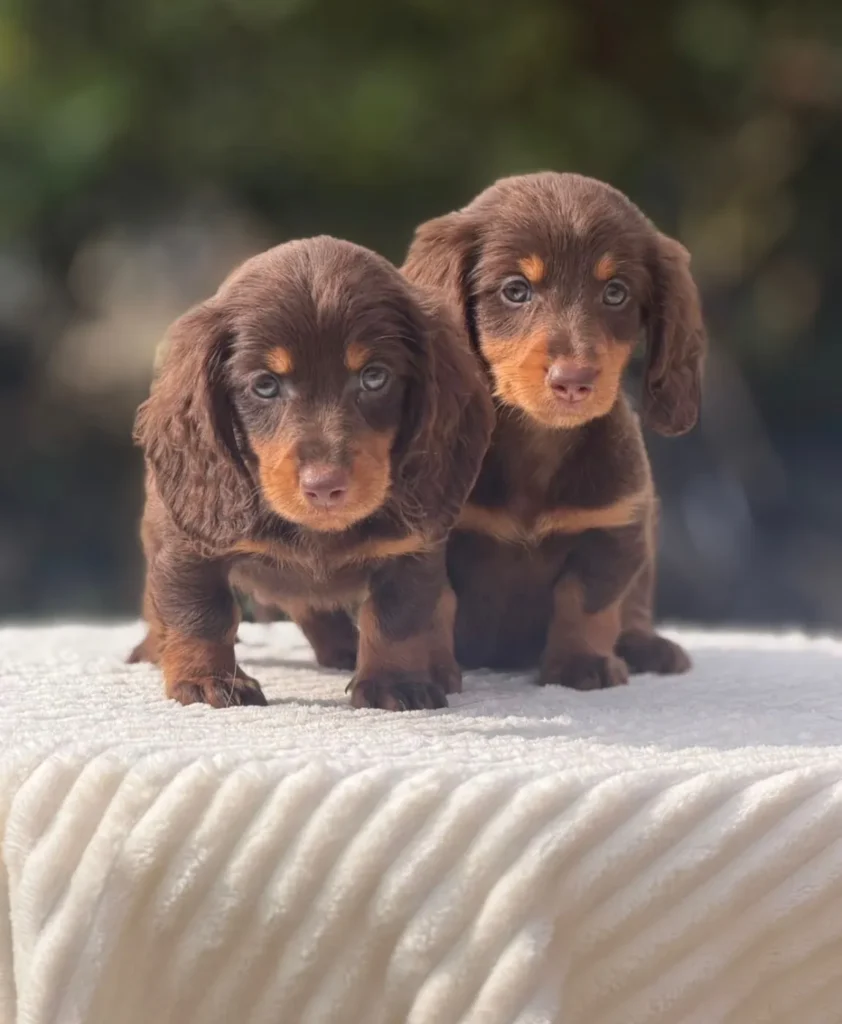 Cachorros teckel de pelo largo chocolate fuego en Colombia - Cachorros Teckel