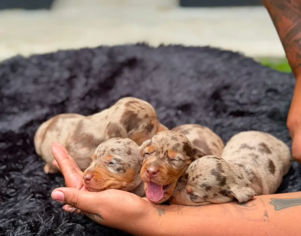 Camada teckel dapple recien nacidos en Colombia - Cachorros Teckel