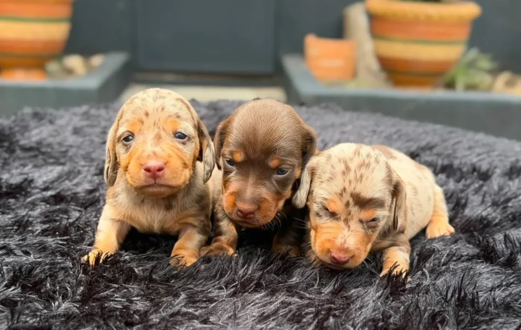 Camada teckel dapple y chocolate en Colombia - Cachorros Teckel