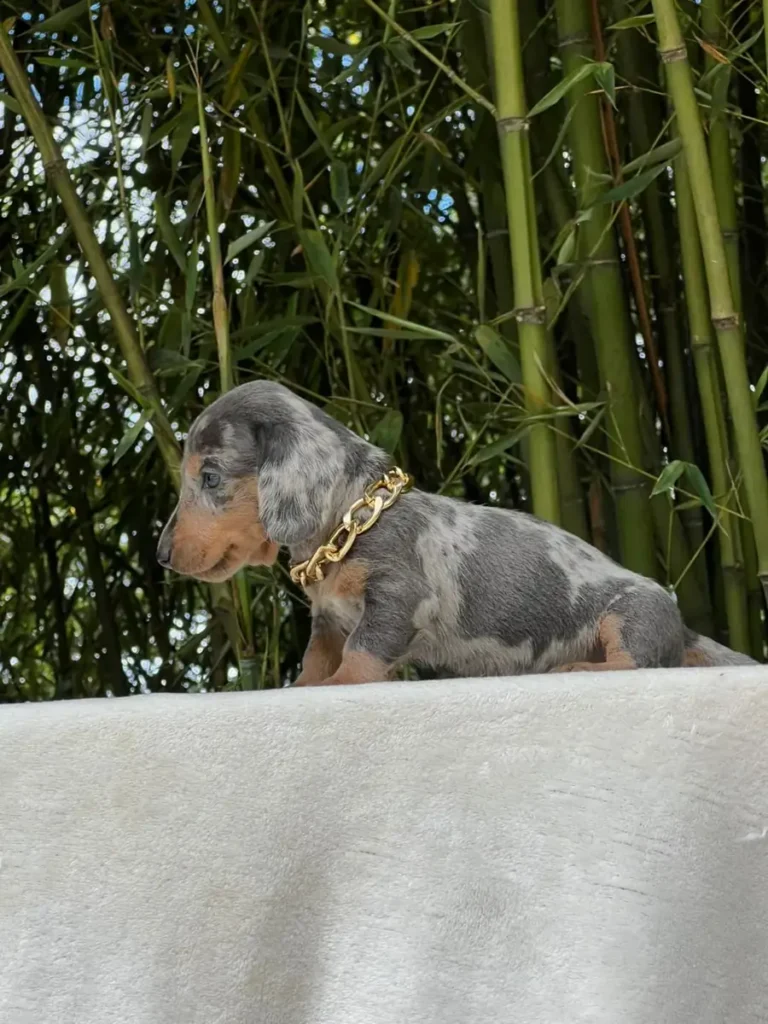 Teckel de pelo corto blue dapple cachorro en Colombia - Cachorros Teckel