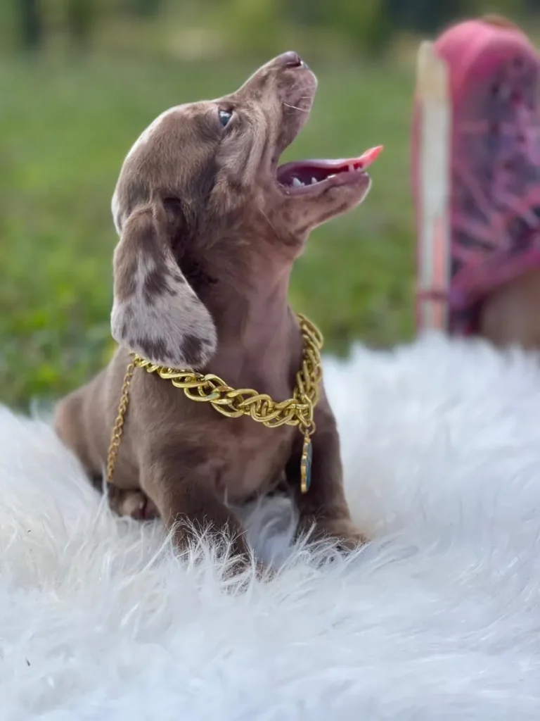 Teckel de pelo corto chocolate dapple cachorro en Colombia - Cachorros Teckel