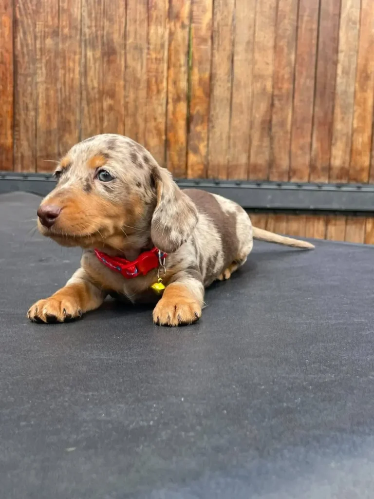 Teckel de pelo corto chocolate dapple collar rojo en Colombia - Cachorros Teckel