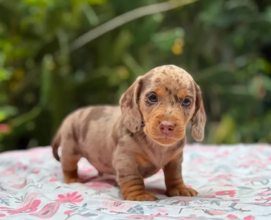 Teckel de pelo corto chocolate dapple de pie en Colombia - Cachorros Teckel