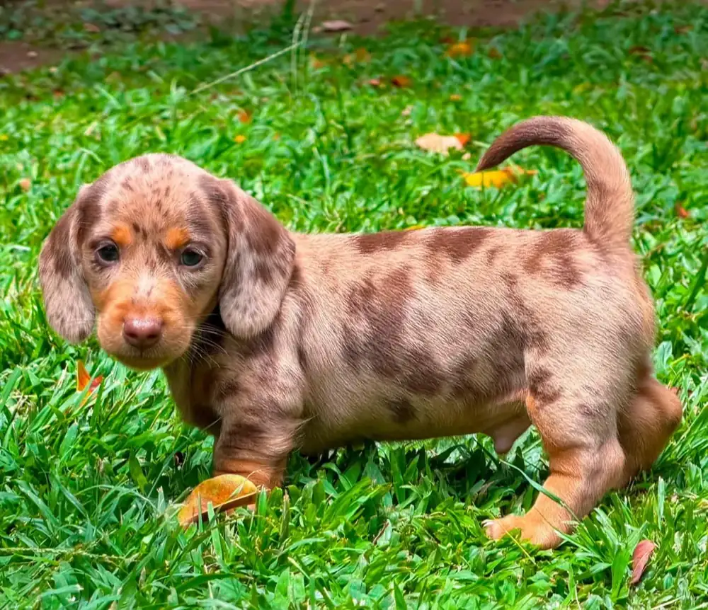 Teckel de pelo corto chocolate dapple en pasto en Colombia - Cachorros Teckel