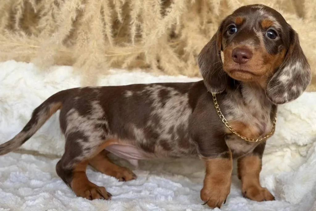 Teckel de pelo corto chocolate dapple perfil en Colombia - Cachorros Teckel