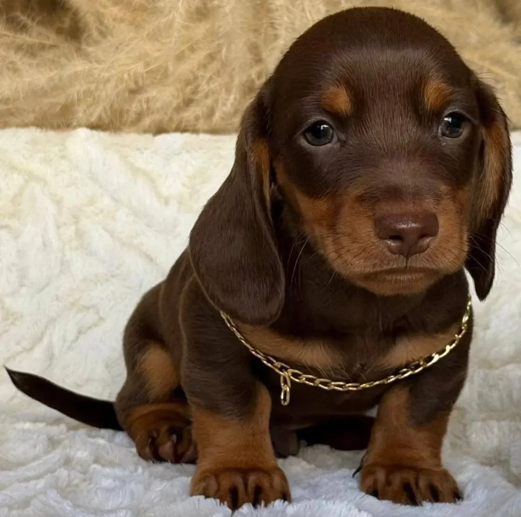 Teckel de pelo corto chocolate y fuego cadena en Colombia - Cachorros Teckel