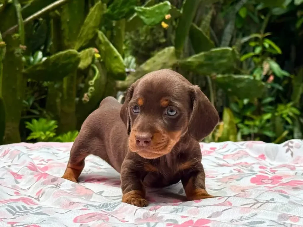 Teckel de pelo corto chocolate y fuego ojos azules en Colombia - Cachorros Teckel