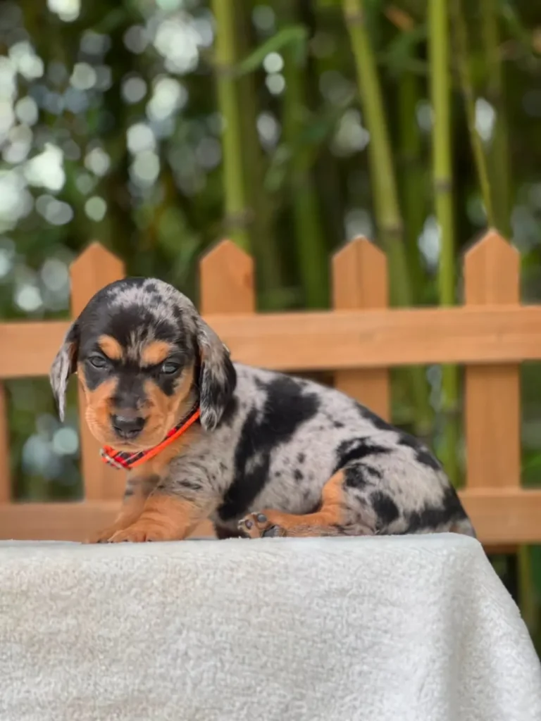 Teckel de pelo corto dapple negro fuego cachorro en Colombia - Cachorros Teckel