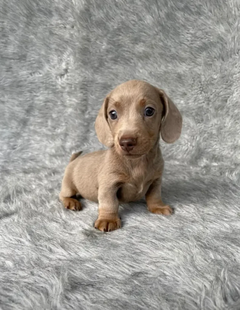 Teckel de pelo corto isabella cachorro en Colombia - Cachorros Teckel