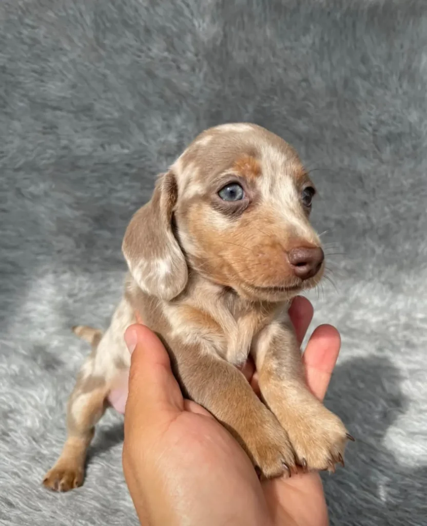 Teckel de pelo corto isabella dapple cachorro en Colombia - Cachorros Teckel