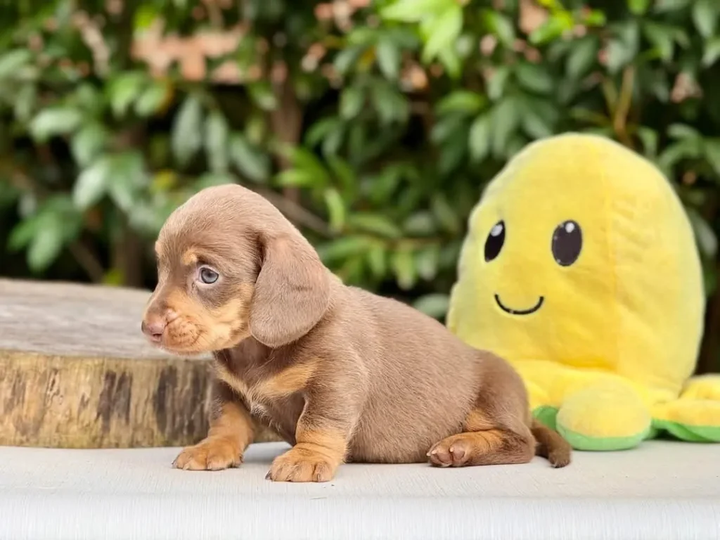 Teckel de pelo corto isabella y fuego en Colombia - Cachorros Teckel