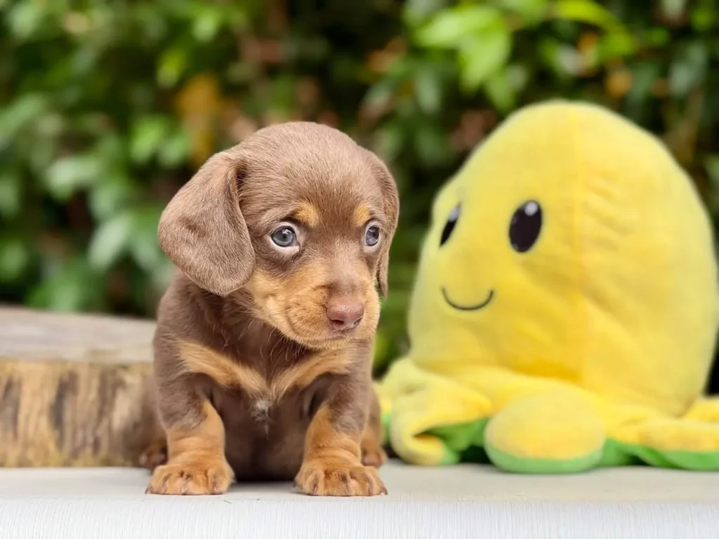 Teckel de pelo corto isabella y fuego ojos azules en Colombia - Cachorros Teckel