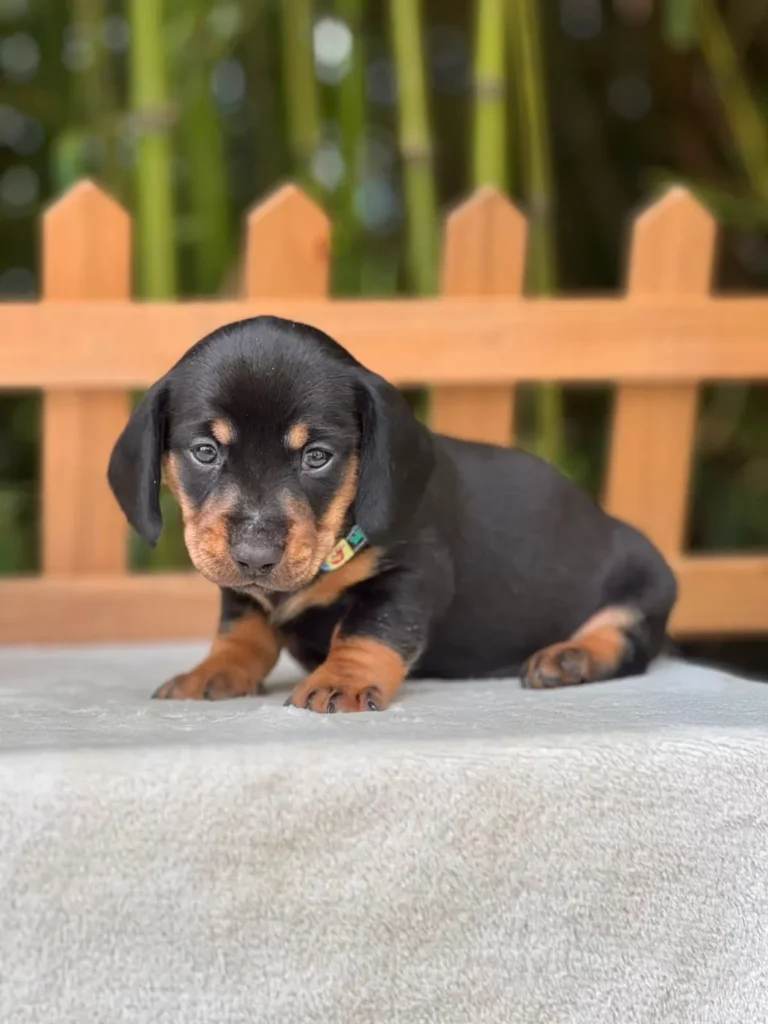 Teckel de pelo corto negro fuego criadero en Colombia - Cachorros Teckel