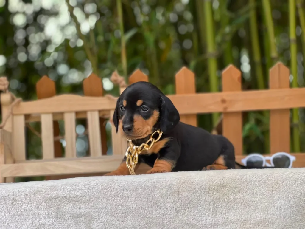 Teckel de pelo corto negro y fuego cachorro en Colombia - Cachorros Teckel