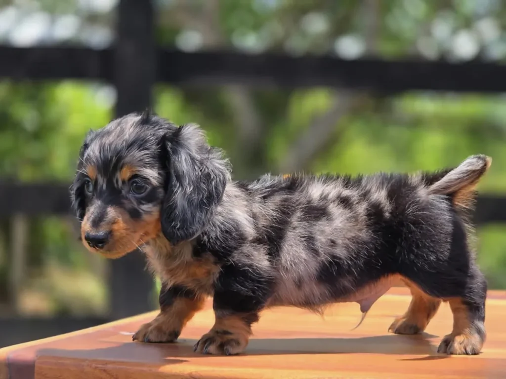 Teckel de pelo largo blue dapple cachorro en Colombia - Cachorros Teckel