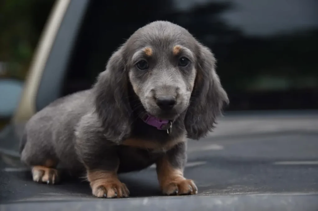 Teckel de pelo largo blue y fuego en Colombia - Cachorros Teckel