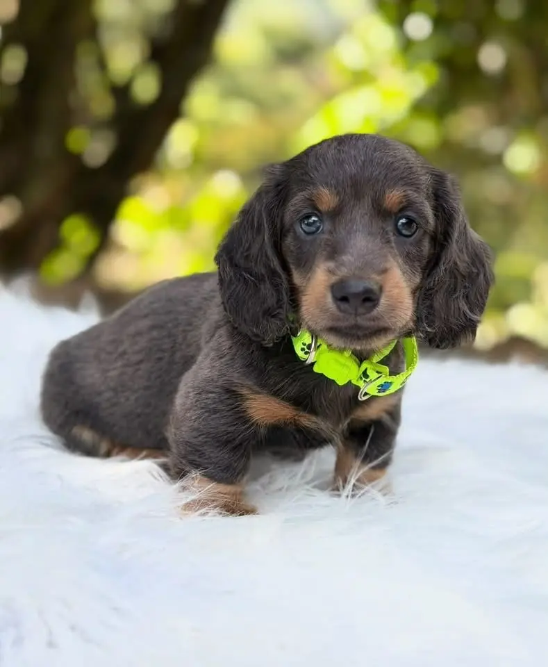 Teckel de pelo largo blue y fuego cachorro en Colombia - Cachorros Teckel