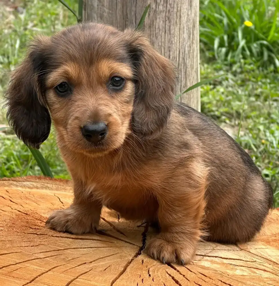 Teckel de pelo largo cachorro colombia en Colombia - Cachorros Teckel