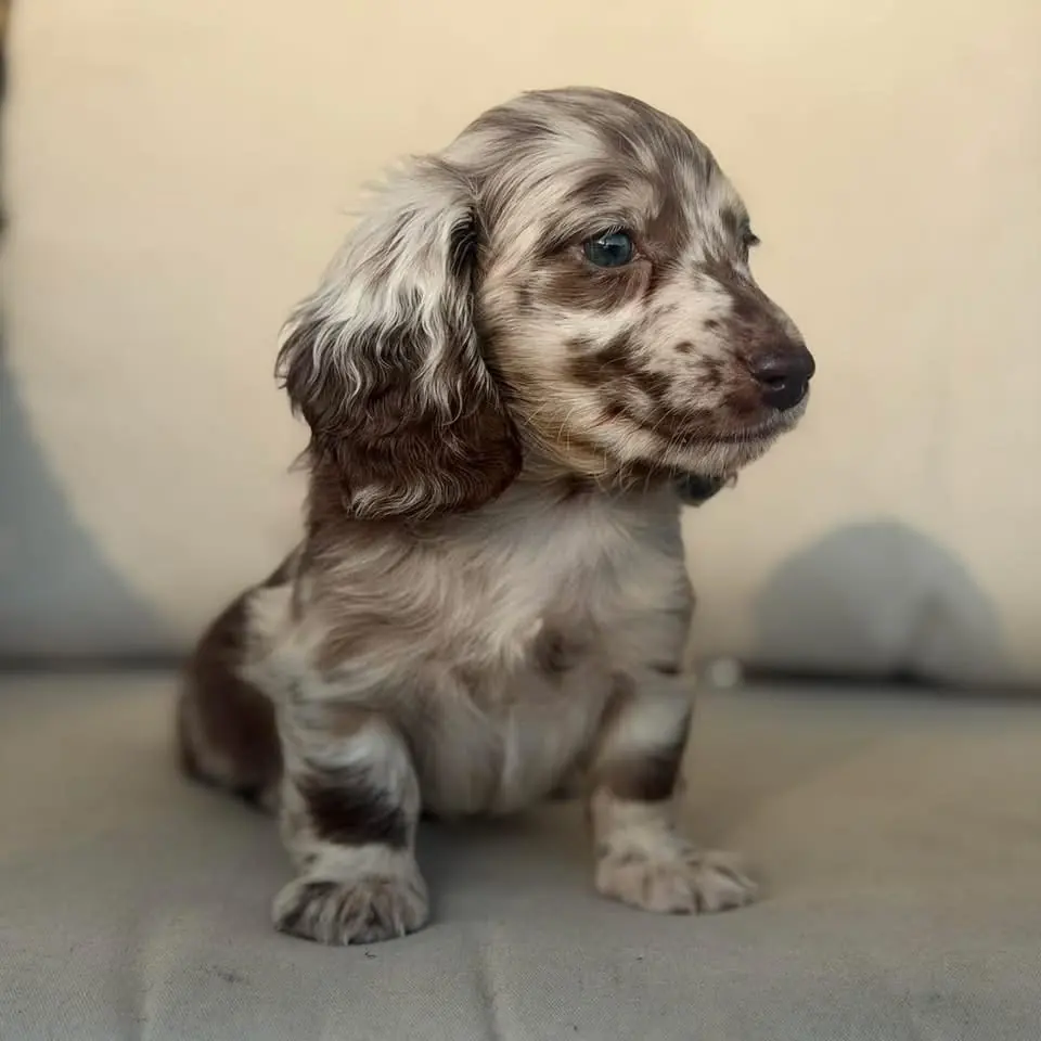 Teckel de pelo largo chocolate dapple claro en Colombia - Cachorros Teckel