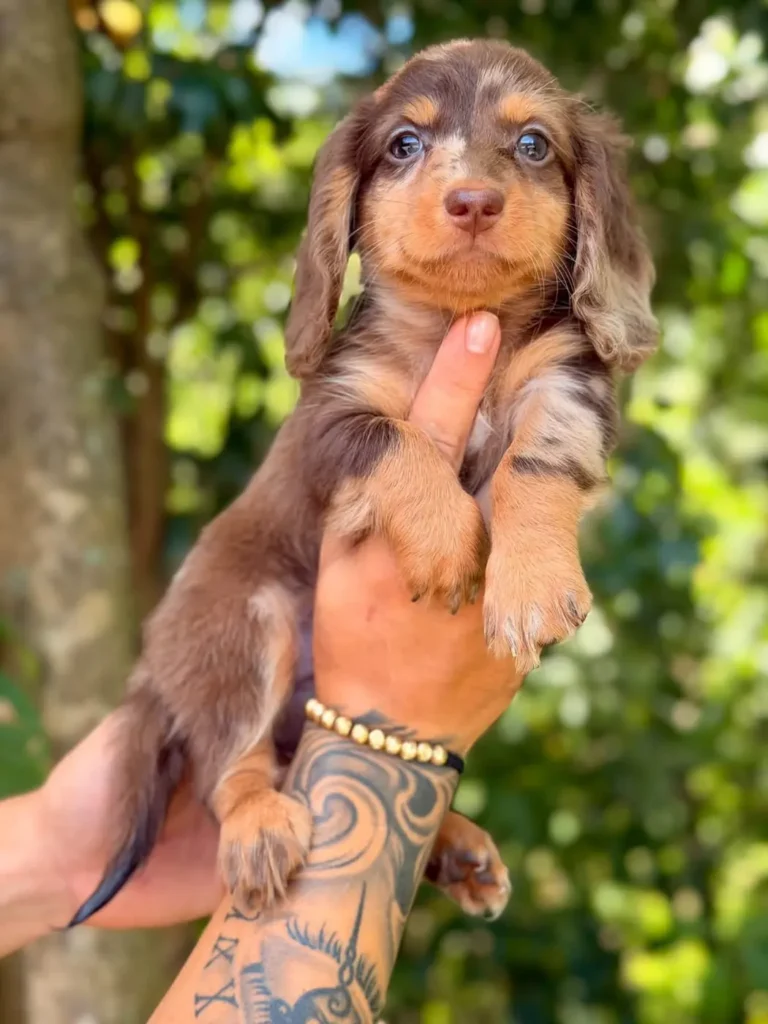 Teckel de pelo largo chocolate dapple en brazos en Colombia - Cachorros Teckel