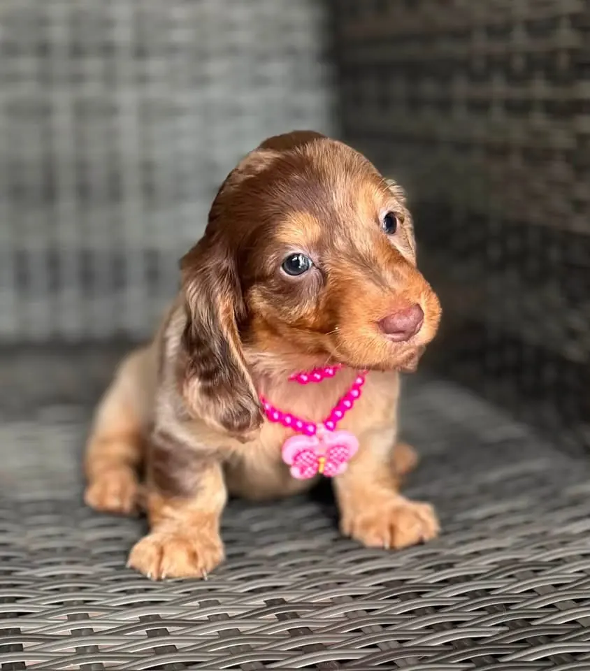 Teckel de pelo largo chocolate dapple hembra en Colombia - Cachorros Teckel