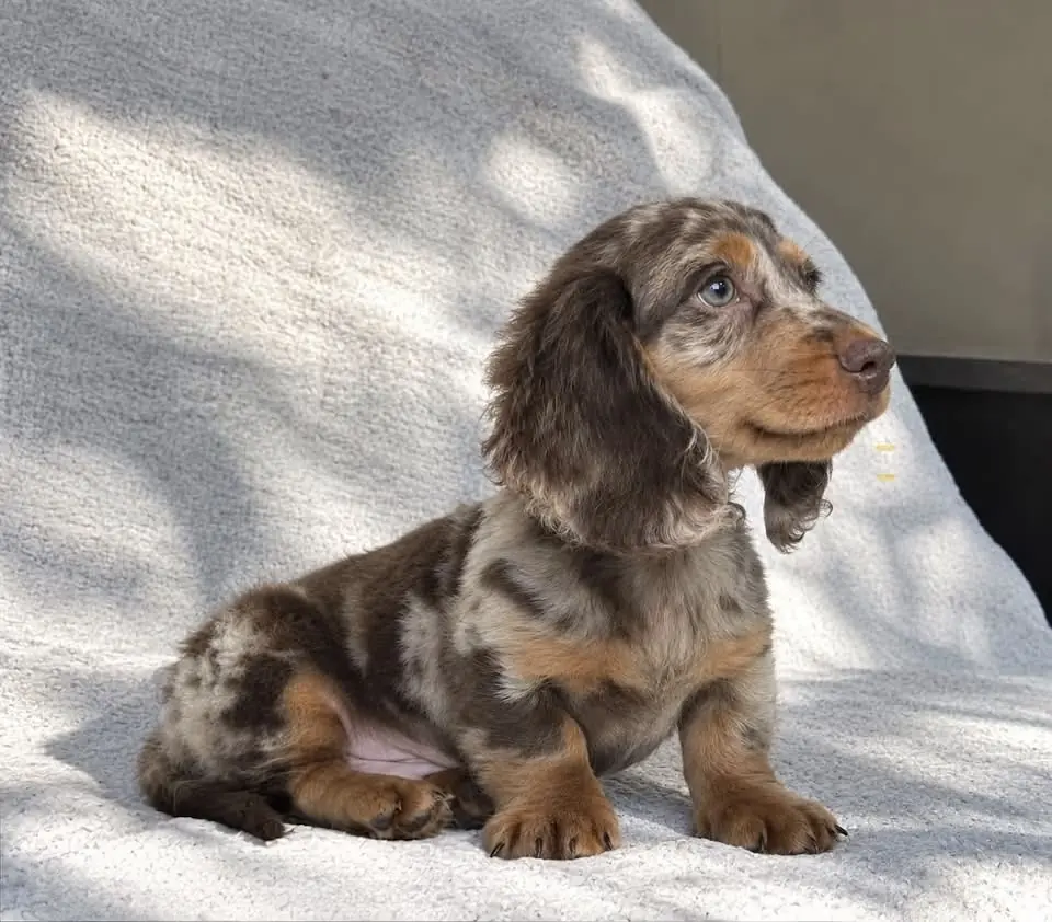 Teckel de pelo largo chocolate dapple sentado sol en Colombia - Cachorros Teckel