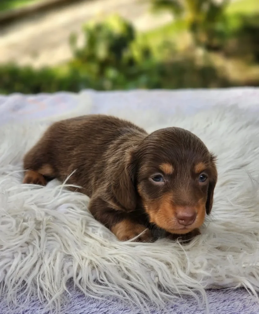 Teckel de pelo largo chocolate fuego cachorro en Colombia - Cachorros Teckel