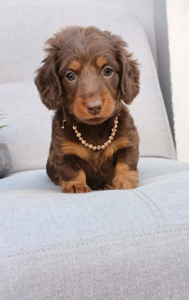 Teckel de pelo largo chocolate y fuego collar en Colombia - Cachorros Teckel