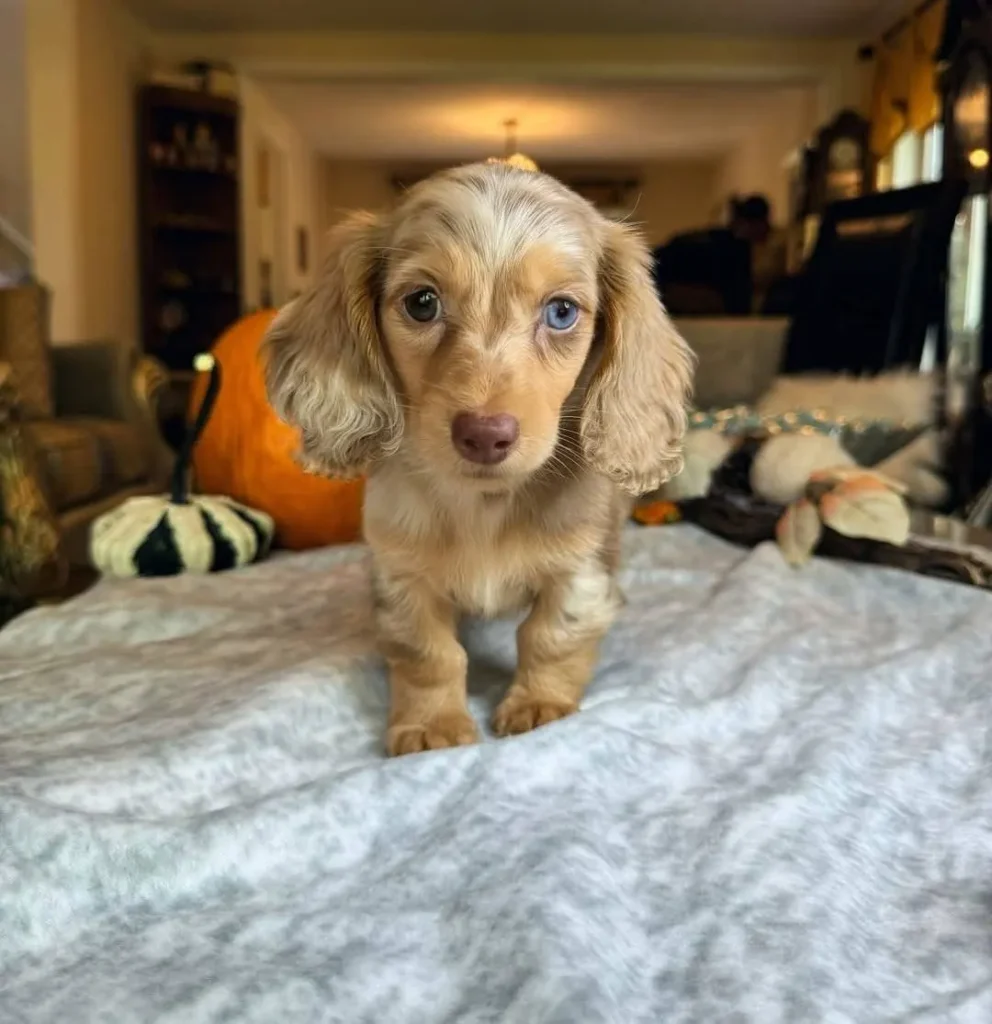 Teckel de pelo largo crema dapple cachorro en Colombia - Cachorros Teckel