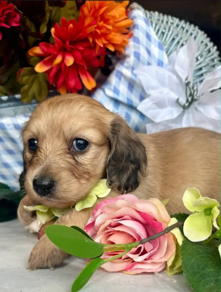 Teckel de pelo largo crema sombreado en Colombia - Cachorros Teckel