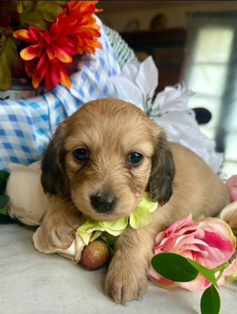 Teckel de pelo largo crema sombreado en Colombia - Cachorros Teckel