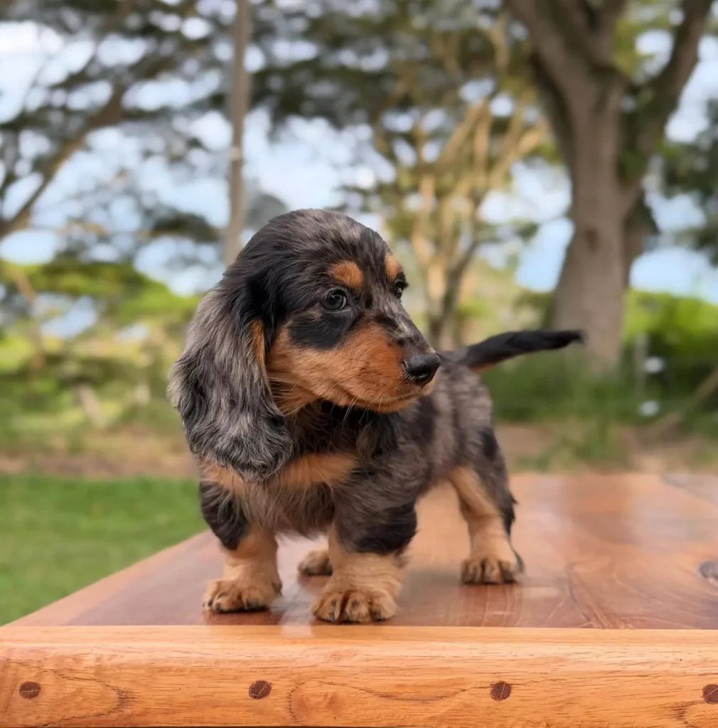 Teckel de pelo largo dapple negro fuego cachorro en Colombia - Cachorros Teckel
