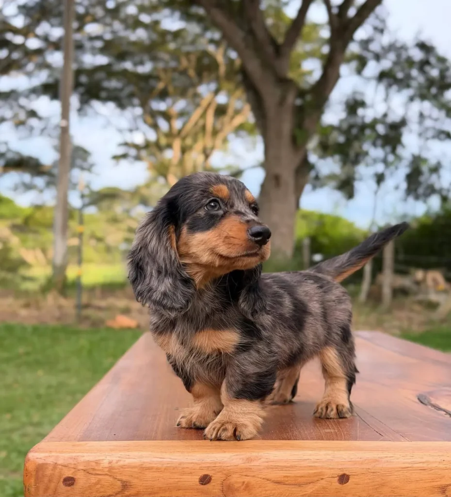 Teckel de pelo largo dapple negro fuego criadero en Colombia - Cachorros Teckel