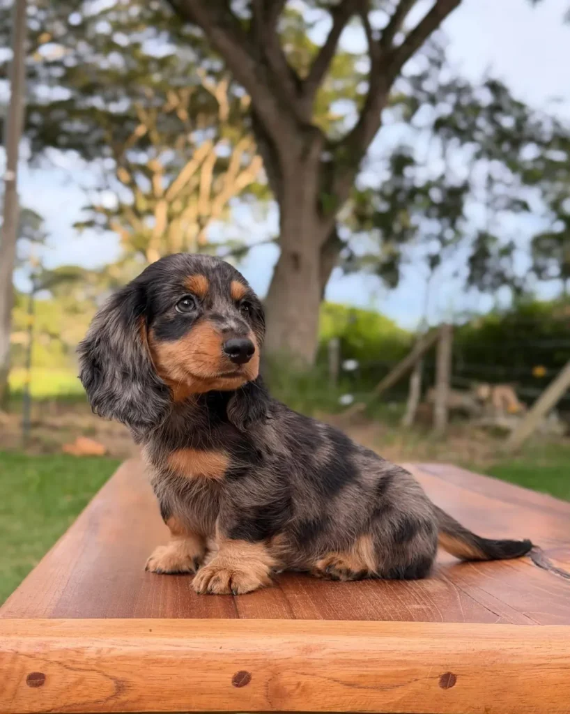 Teckel de pelo largo dapple negro fuego sentado en Colombia - Cachorros Teckel
