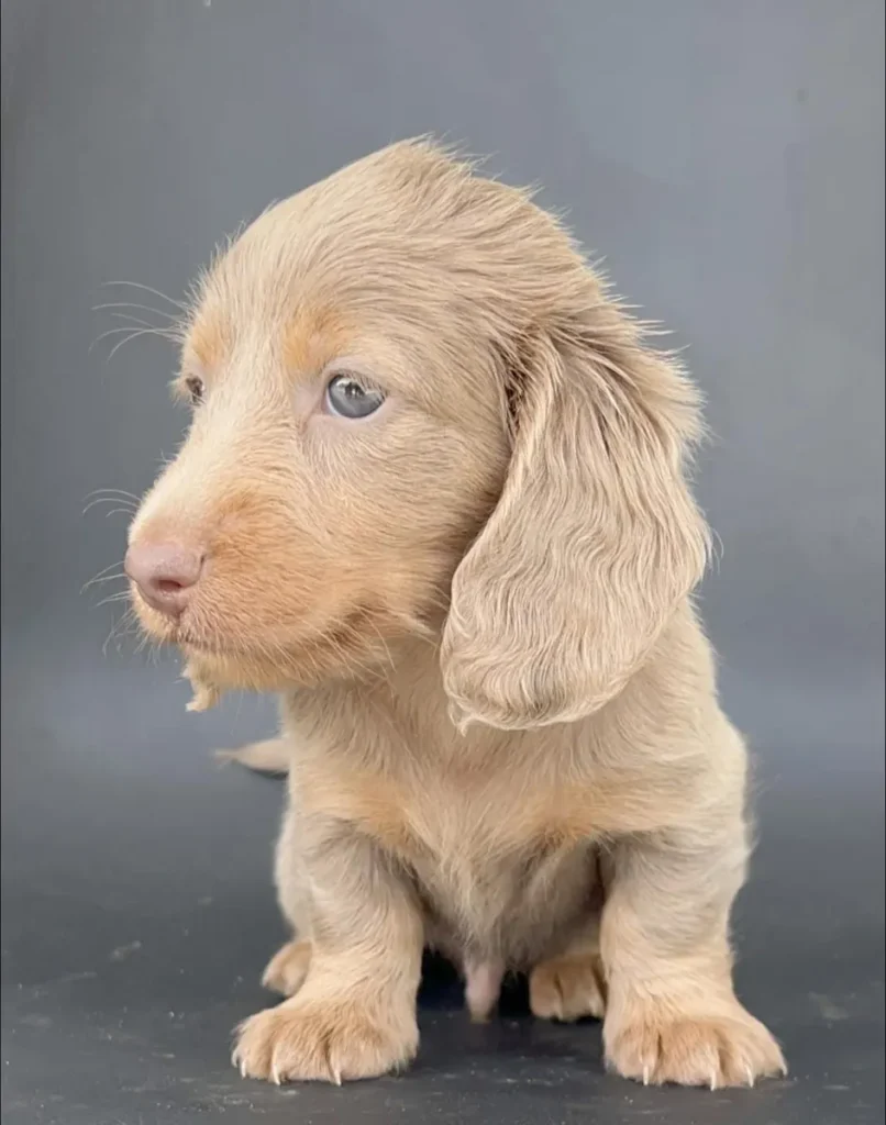Teckel de pelo largo isabella cachorro en Colombia - Cachorros Teckel