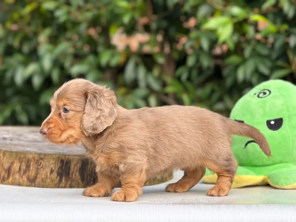 Teckel de pelo largo isabella crema en Colombia - Cachorros Teckel