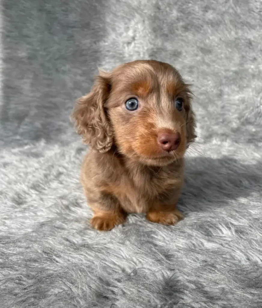 Teckel de pelo largo isabella fuego ojos azules en Colombia - Cachorros Teckel