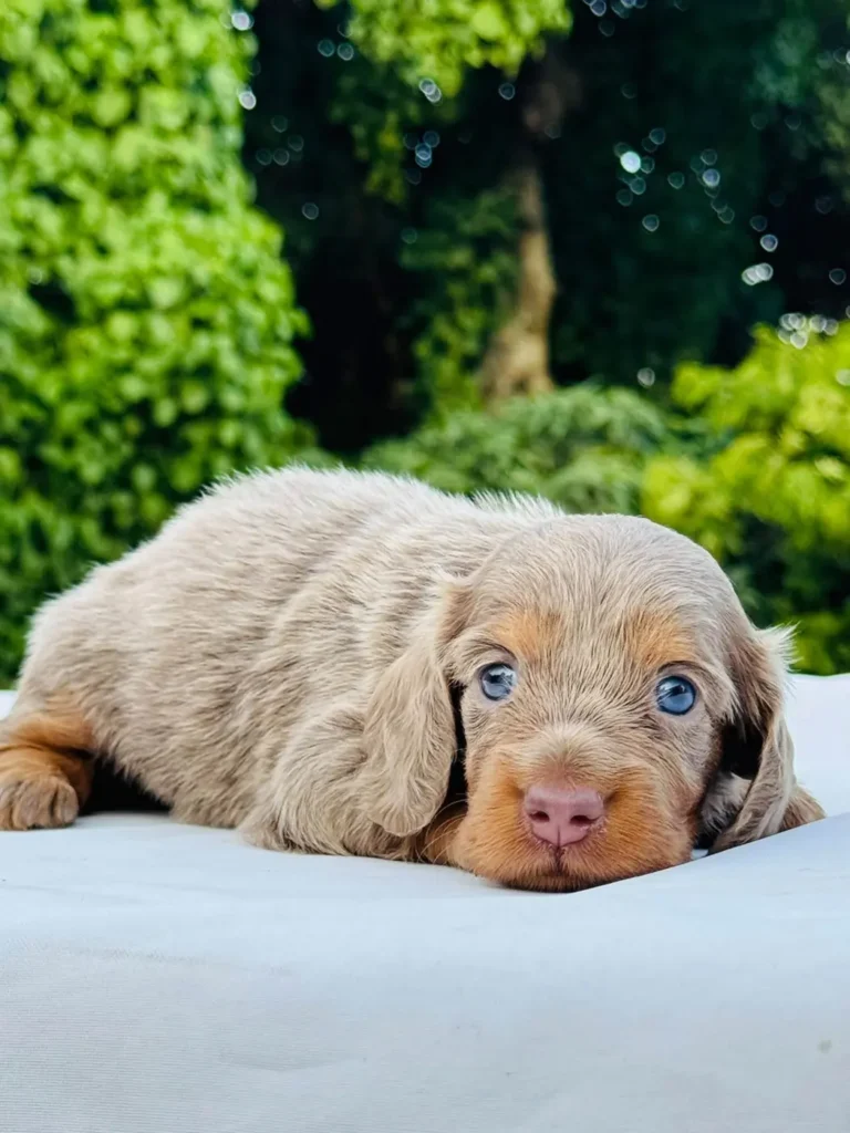 Teckel de pelo largo isabella ojos azules en Colombia - Cachorros Teckel