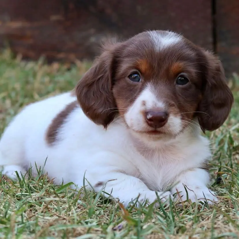 Teckel de pelo largo piebald chocolate en Colombia - Cachorros Teckel