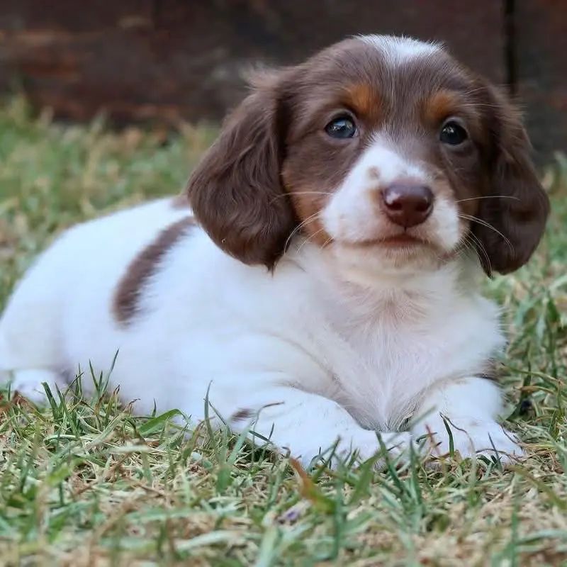 Teckel de pelo largo piebald chocolate en Colombia - Cachorros Teckel