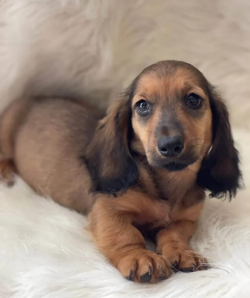 Teckel de pelo largo rojo cachorro en Colombia - Cachorros Teckel